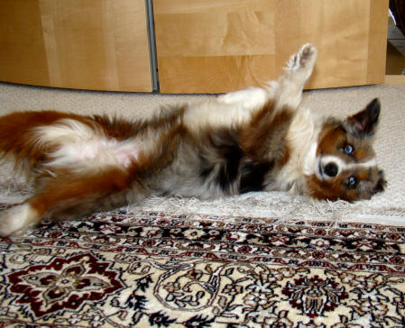 Begging for belly rubs just like her daddy pictured below!